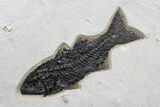 Spectacular, Fossil Fish Mortality Plate - Wyoming #179322-6